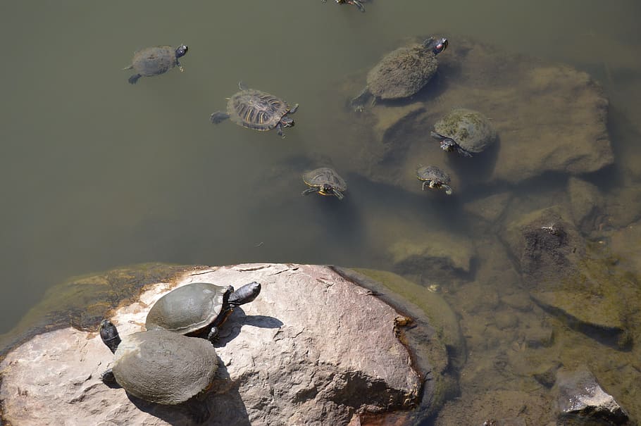 Turtle, Turtles, Water, Stone, Pond, reptile, animal, amphibious, HD wallpaper