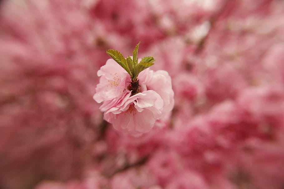 spring, flower, pink, pink color, flowering plant, fragility HD wallpaper