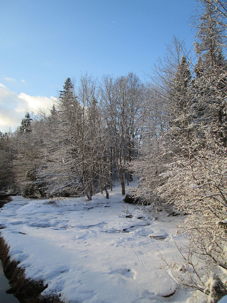 pei, winter, snow, cold temperature, tree, sky, plant, nature HD wallpaper