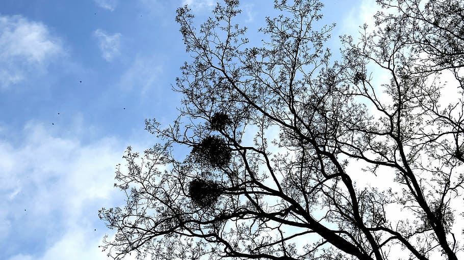 tree, branches, mistletoe, foliage, sky, clouds, birds, low angle view HD wallpaper