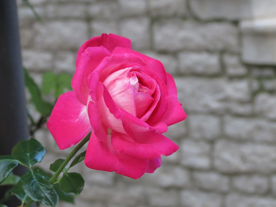 Nature, Flower, rosa, petal, rose - flower, pink color, fragility HD wallpaper