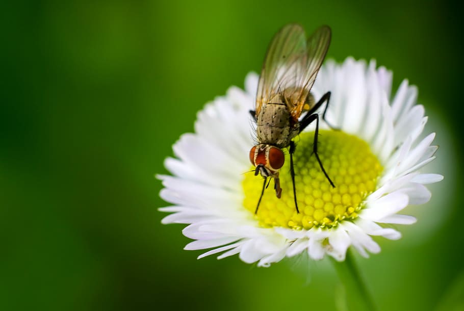 hoverfly perched on yellow and white petaled flower, Daisy HD wallpaper