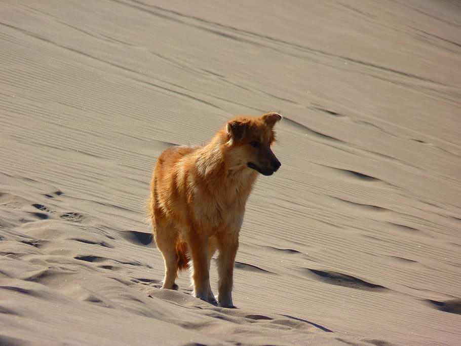 Lonely, Alone, Dune, Desert, Dry, Hot, sand, dog, one animal HD wallpaper