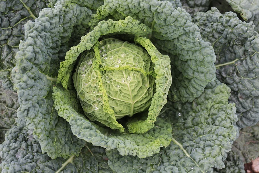 savoy, autumn, harvest, green, leaves, vegetables, head cabbage, HD wallpaper