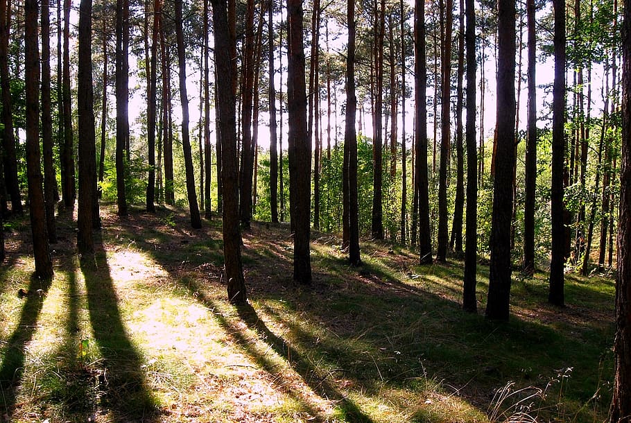 forest, light, shadows, nature, summer, tree, land, plant, trunk HD wallpaper