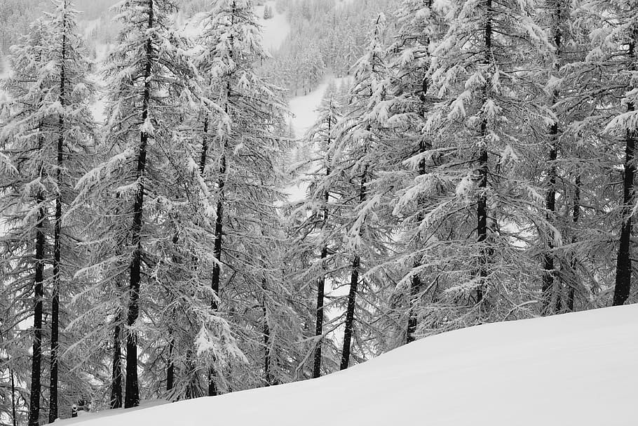 forest, alps, nature, mountain, winter, snowy, tree, cold temperature HD wallpaper