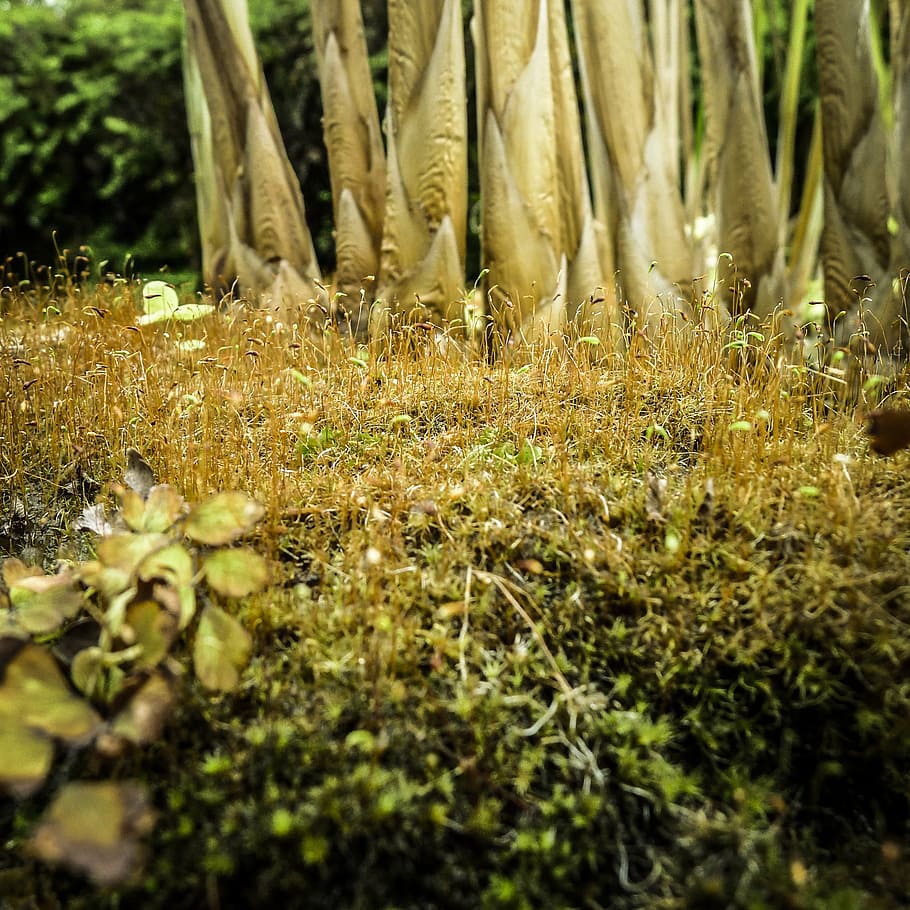 grass, spring, nature, moss, outdoors, plant, growth, selective focus HD wallpaper