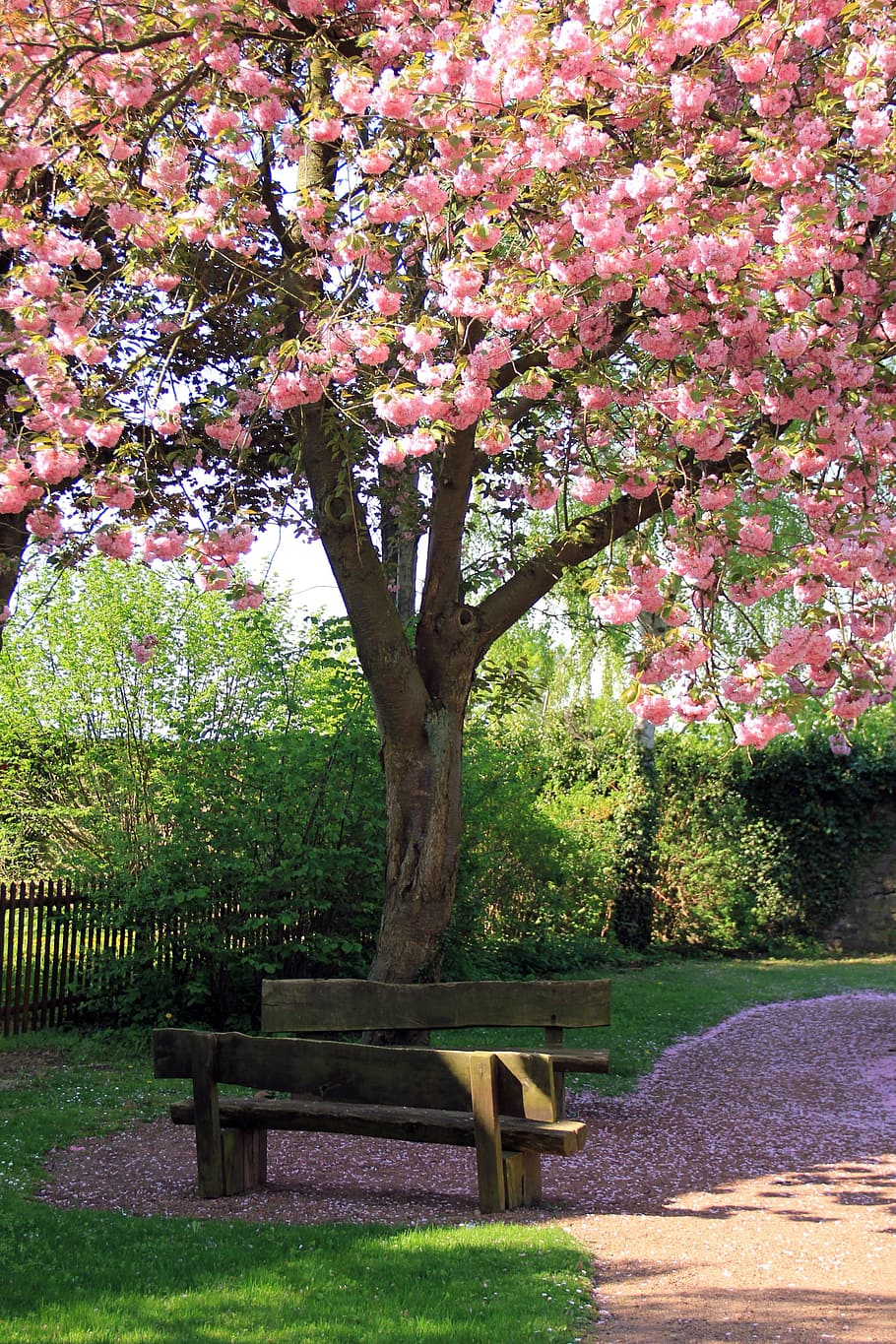 Spring, Bank, Tree, Pink, Blossom, Bloom, nature, space, park - Man Made Space HD wallpaper
