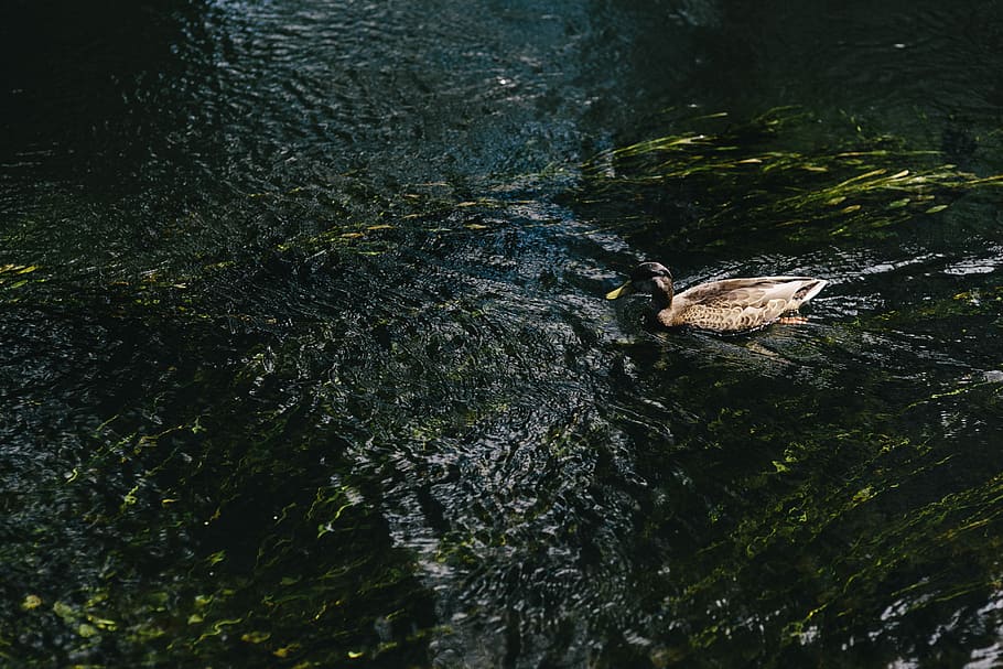 River, water, river current, nature, animal, lake, one animal HD wallpaper