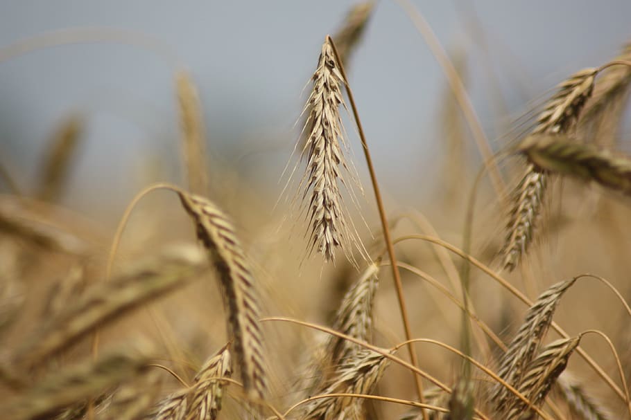 rye, grain, cereal, crop, agriculture, denmark, summer, cereal plant HD wallpaper