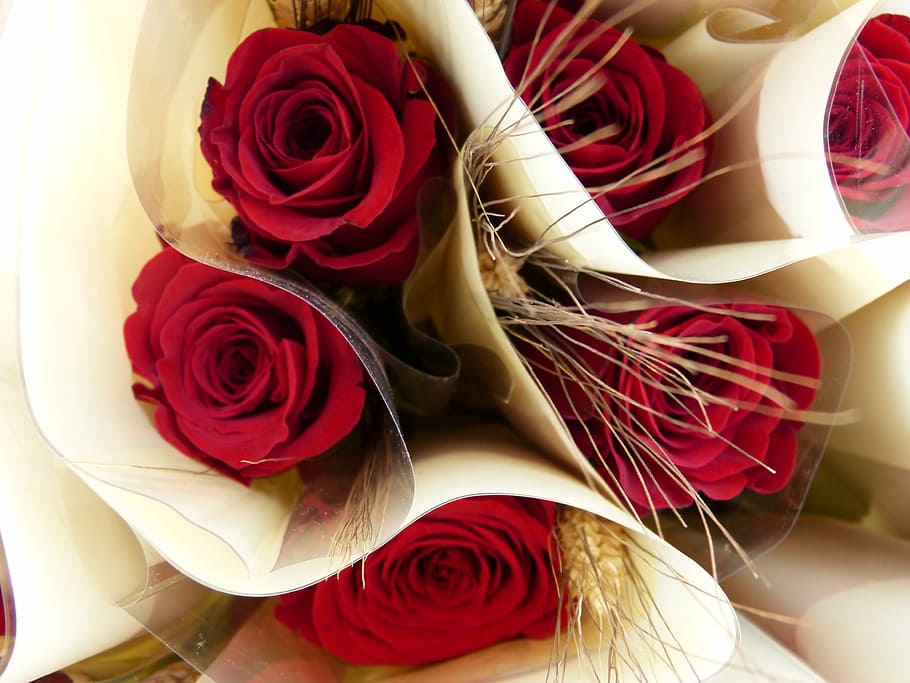 red roses, Stem, rosa, sant jordi, rose - flower, no people, close-up, HD wallpaper