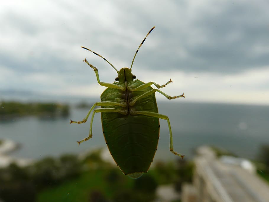 green bug, beetle, insect, bugs, green beetle, beetles, nature HD wallpaper