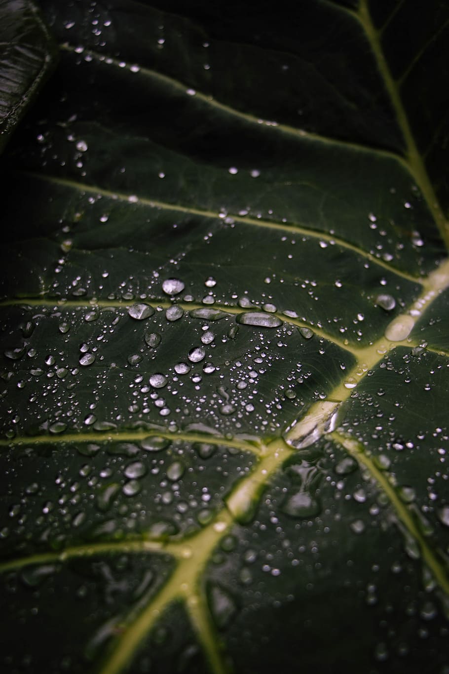 macro photo of droples, green plant with water droplets, wet