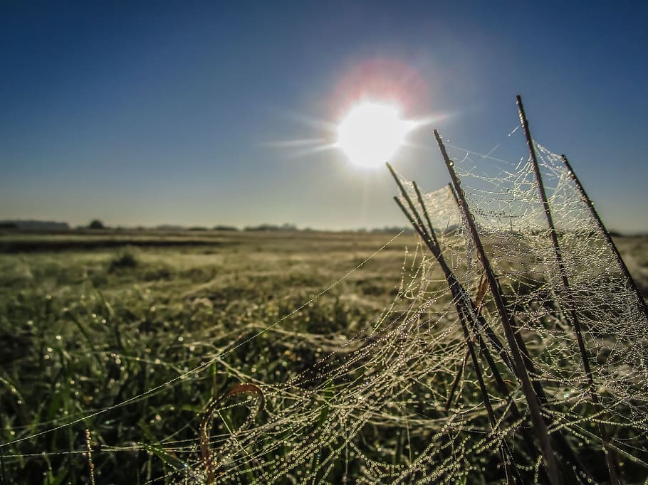spider, network, spin, cobweb, insect, close, arachnid, nature HD wallpaper