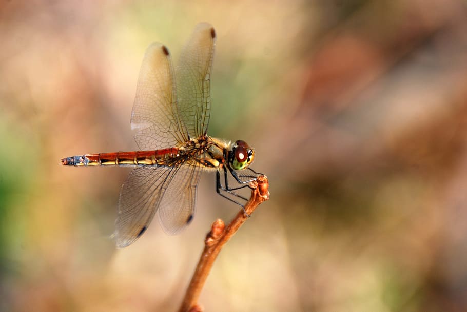 dragonfly, insect, bug, nature, animal, wing, wildlife, summer HD wallpaper