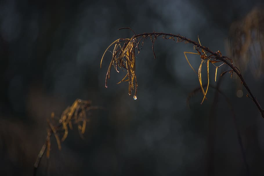 Plant, Dark, Nature, Rustic, close-up, backgrounds, outdoors HD wallpaper