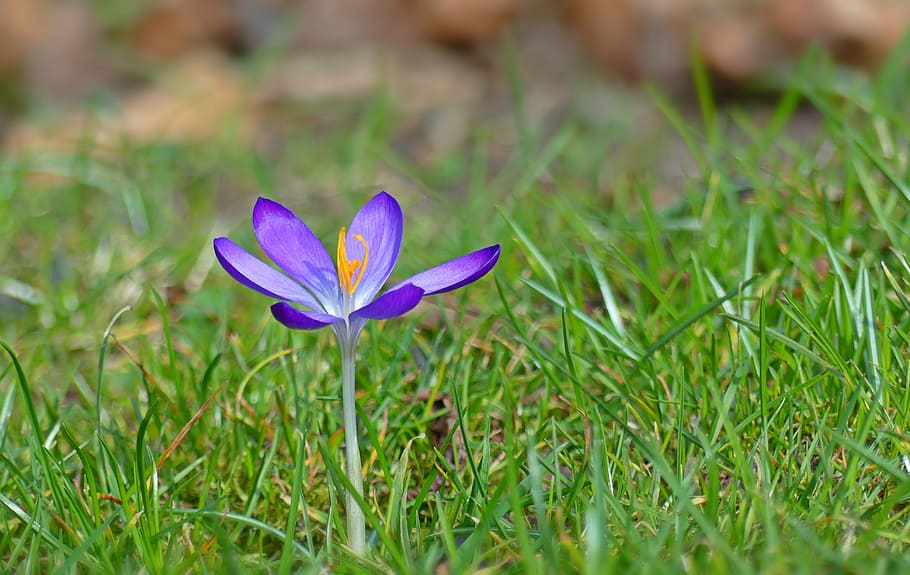 selective focus photo of purple crocus flower, flowers, spring HD wallpaper