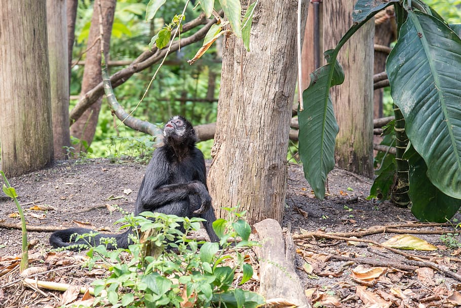 bonobo, mammal, animal, monkey, wildlife, ape, nature, primate, HD wallpaper