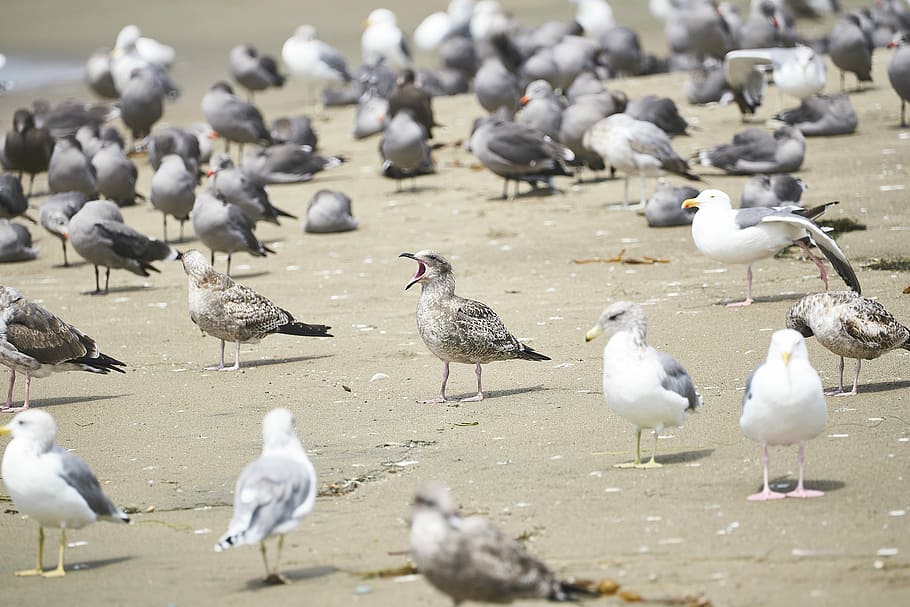 flock of bird, flock of gray birds on shore, gull, seagull, beach HD wallpaper