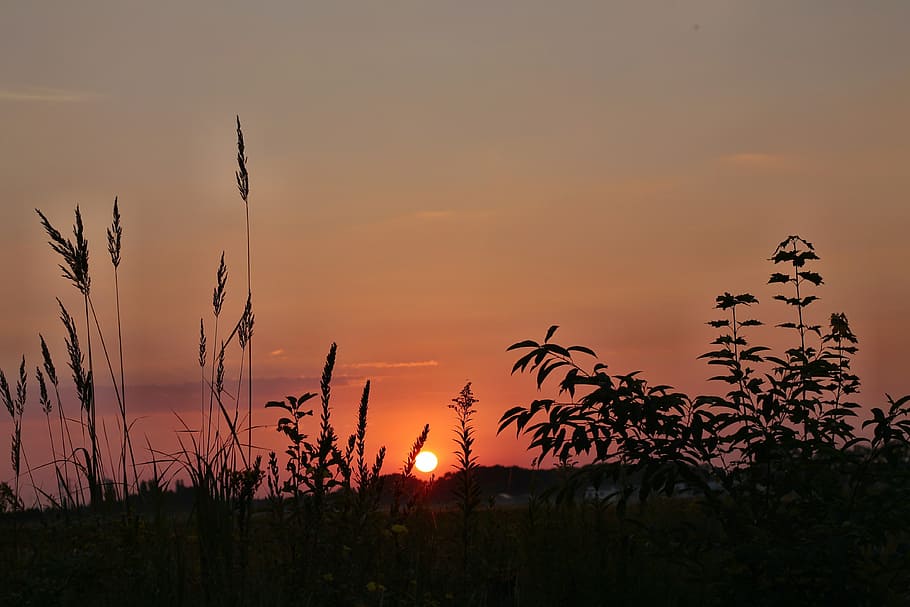 sunrise, grass, mood, sky, nature, morgenstimmung, morning HD wallpaper