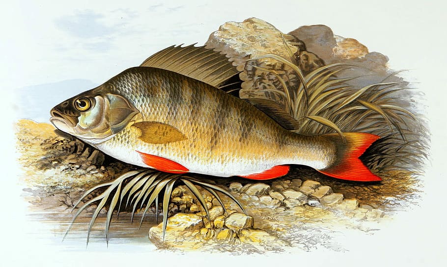 European Perch - Perca fluviatilis, drawing, fish, photo, public domain