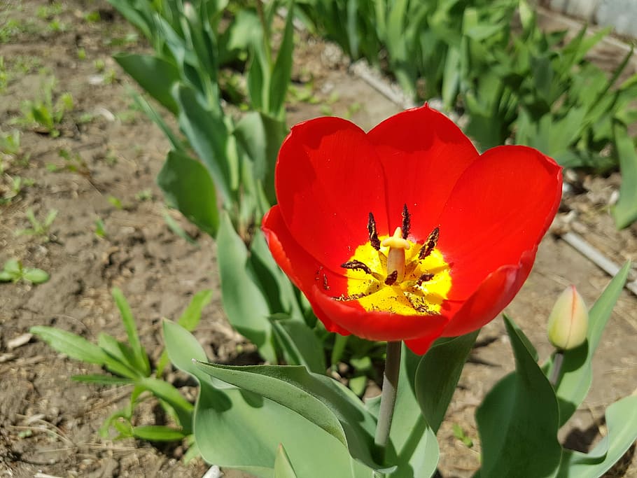 Flower, Tulip, Spring, petal, freshness, plant, nature, leaf HD wallpaper