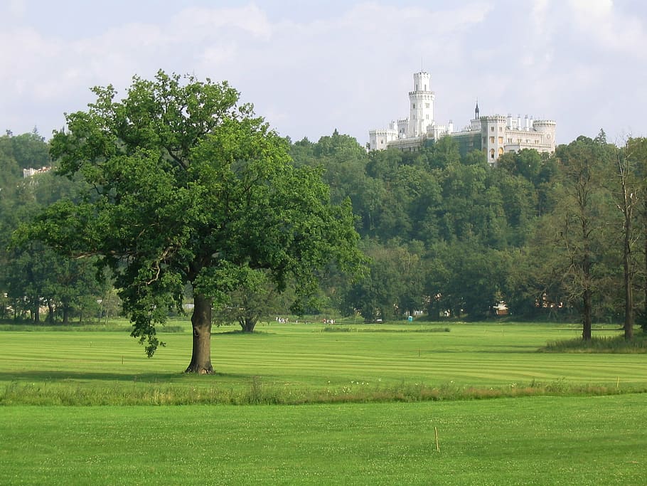 castle, tree, golf course, green, hluboka, czech republic, nature HD wallpaper