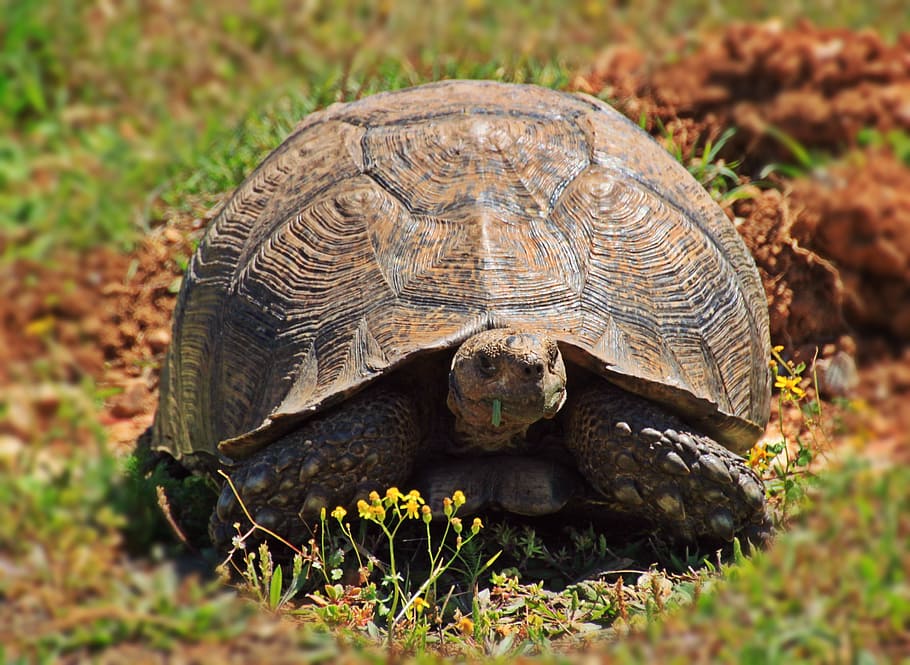 turtle on grass, Animal, Panzer, Tortoise, reptile, armored, slowly, HD wallpaper