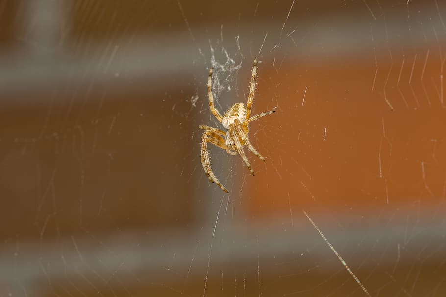 Spider, Insect, krabbeltier, useful, macro, close, nature, legs HD wallpaper
