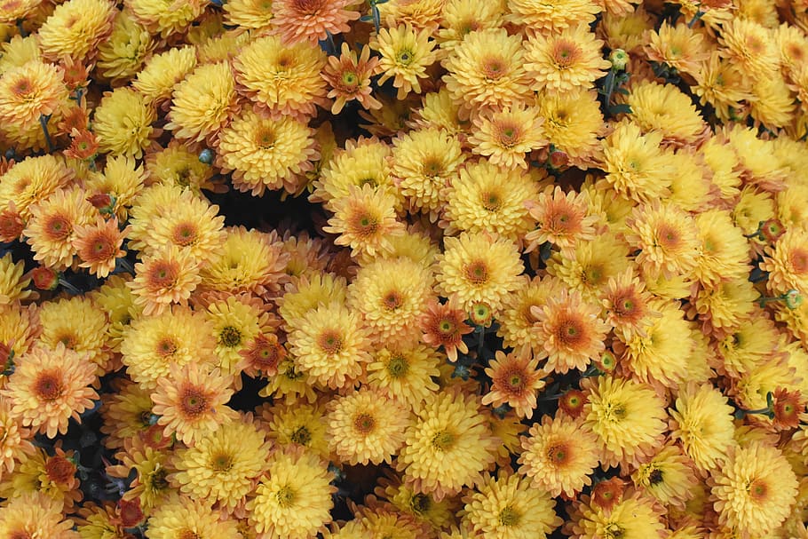 mums, flowers, yellow, fall, autumn, floral, flowering plant HD wallpaper