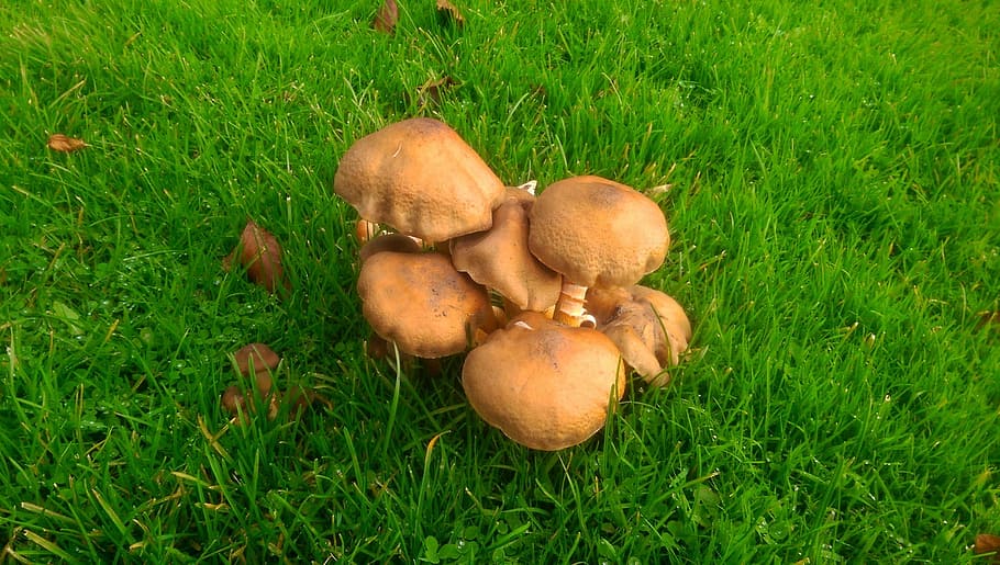 mushrooms, nature, brown, grass, plant, food, food and drink HD wallpaper