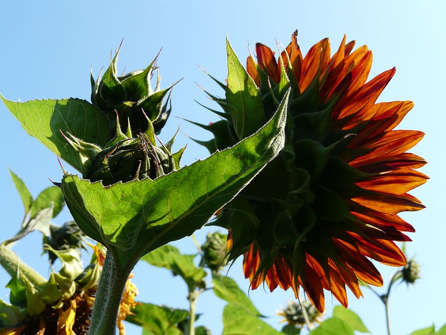 Sunflower, Sun, Light, Ticket, green, orange, brindle, bright HD wallpaper