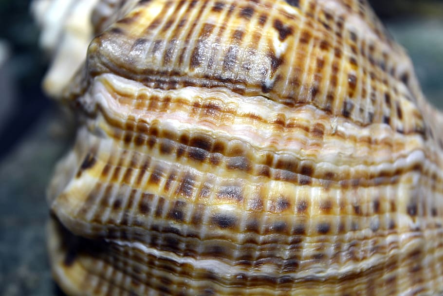shell, sea, sand, marine, nature, closeup, animal wildlife HD wallpaper