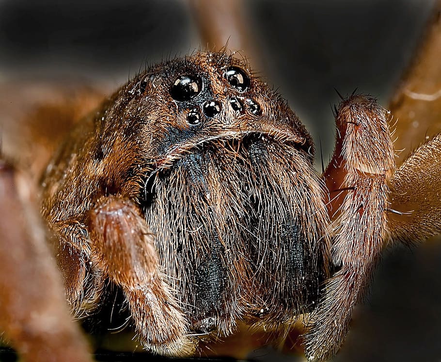 macro, spider, animal, insect, bug, arachnid, nature, beast HD wallpaper