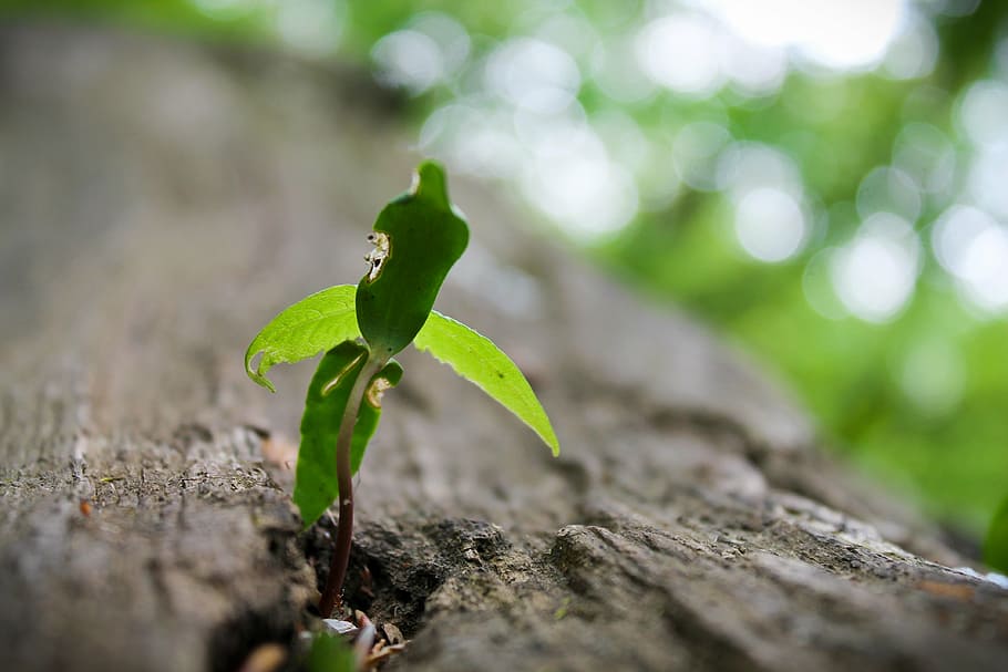 stubs, foliage, drive, green, wood, stalk, rotten, bud, ant HD wallpaper