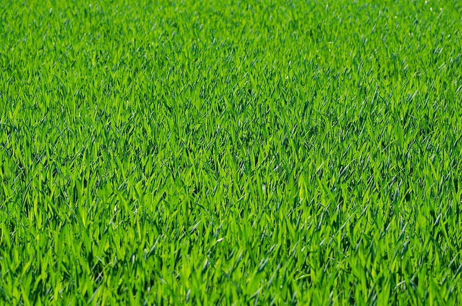 green grass fild, grassy, stalks, background, wallpaper, seasons, HD wallpaper