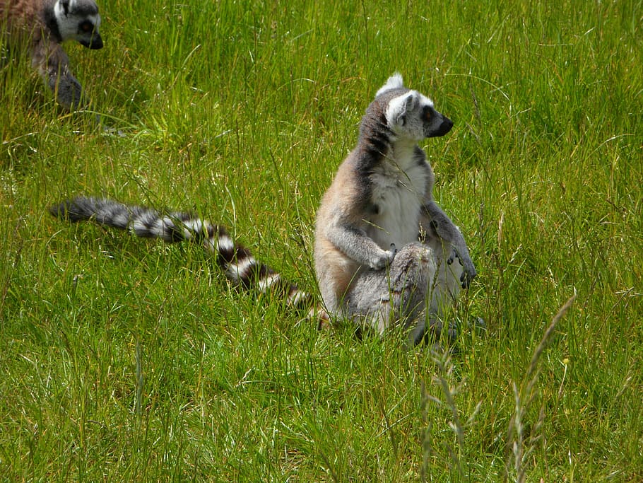 Ring Tailed Lemur, Prosimians, Lemurs, sit, lemur catta, animal HD wallpaper