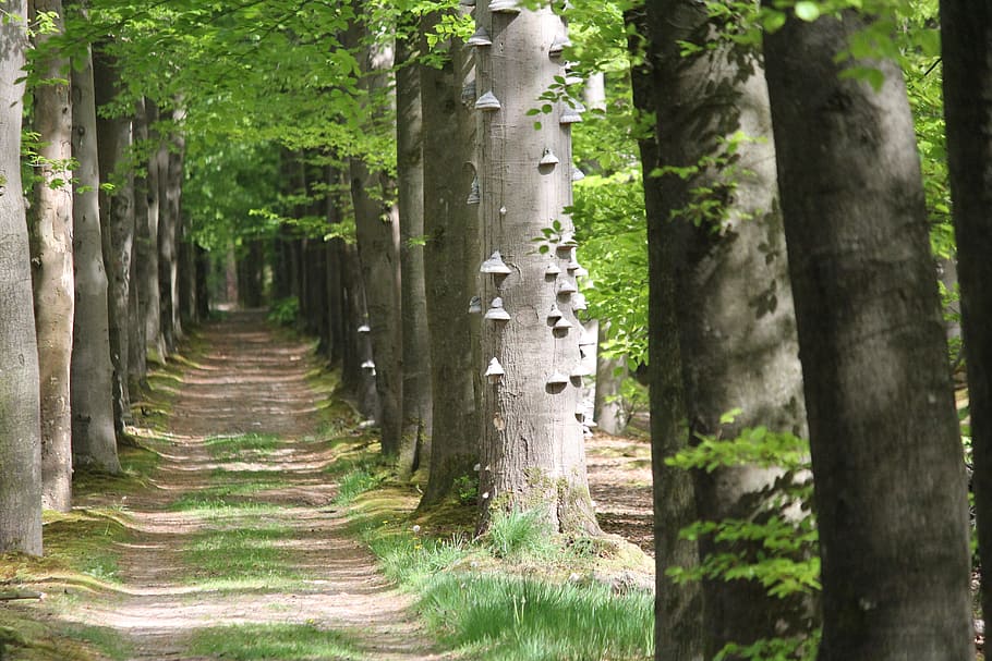 Avenue, Forest, tondelboom, nature, tree, woodland, outdoors HD wallpaper