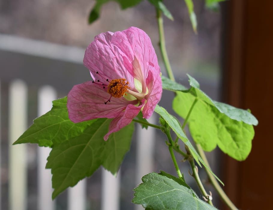 flowering maple, container plant, garden, deck, pink, blossom HD wallpaper