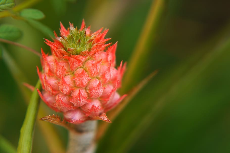 tropical fruit, cluster red, pineapple fruit non, plant, close-up HD wallpaper