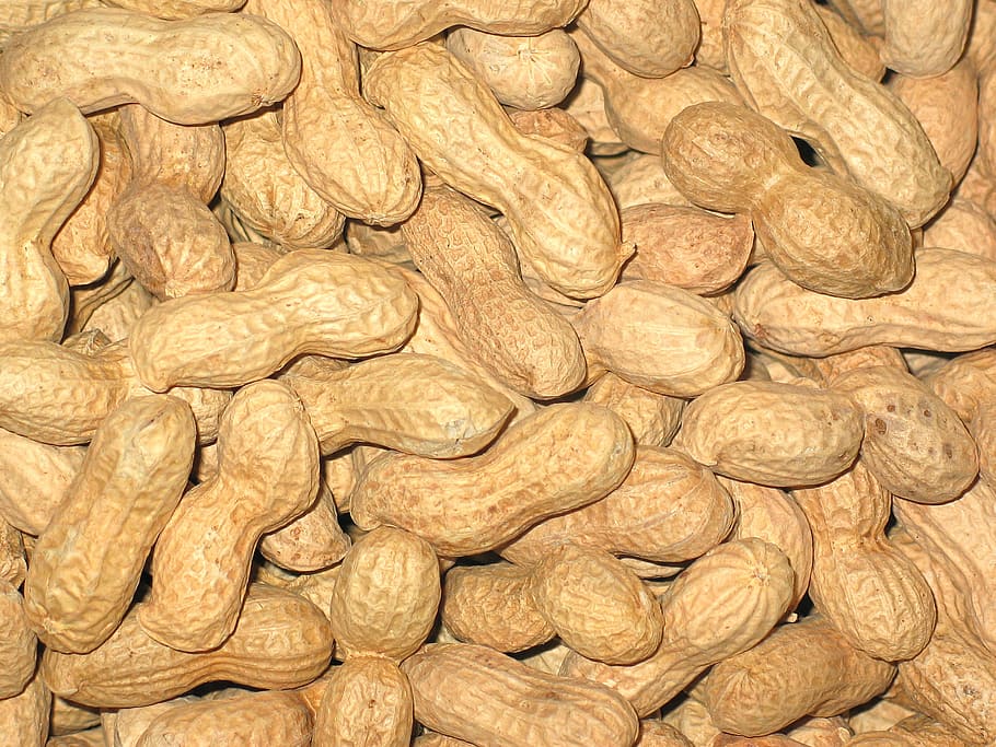 bunch of brown nuts, peanuts, christmas, background, advent HD wallpaper