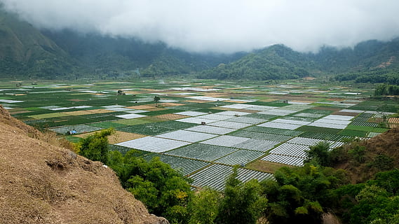 aerial photography of grass field, rice paddy valley under cloudy sky HD wallpaper