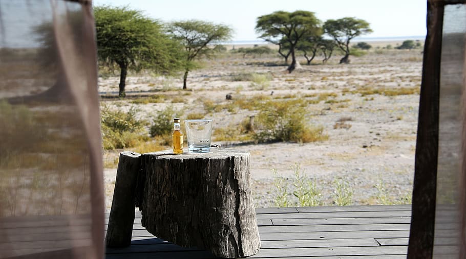 steppe, namibia, alcohol, desert, tree, wood - material, plant HD wallpaper