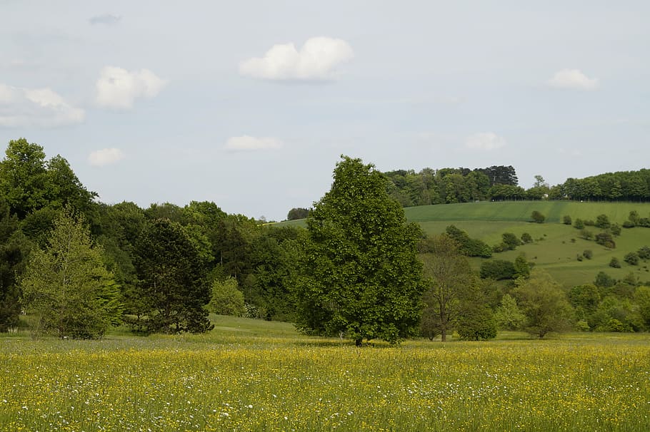 spring, upper swabia, trees, meadow, wildflowers, landscape HD wallpaper