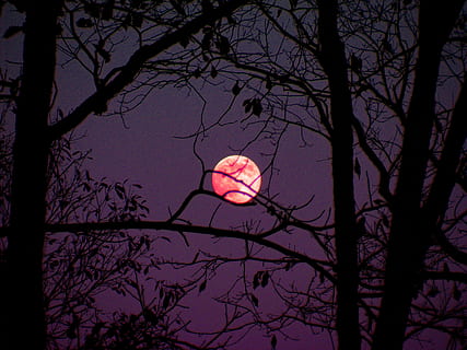 red moon during nighttime, moon shine, trees, sky, dark, mystical HD wallpaper