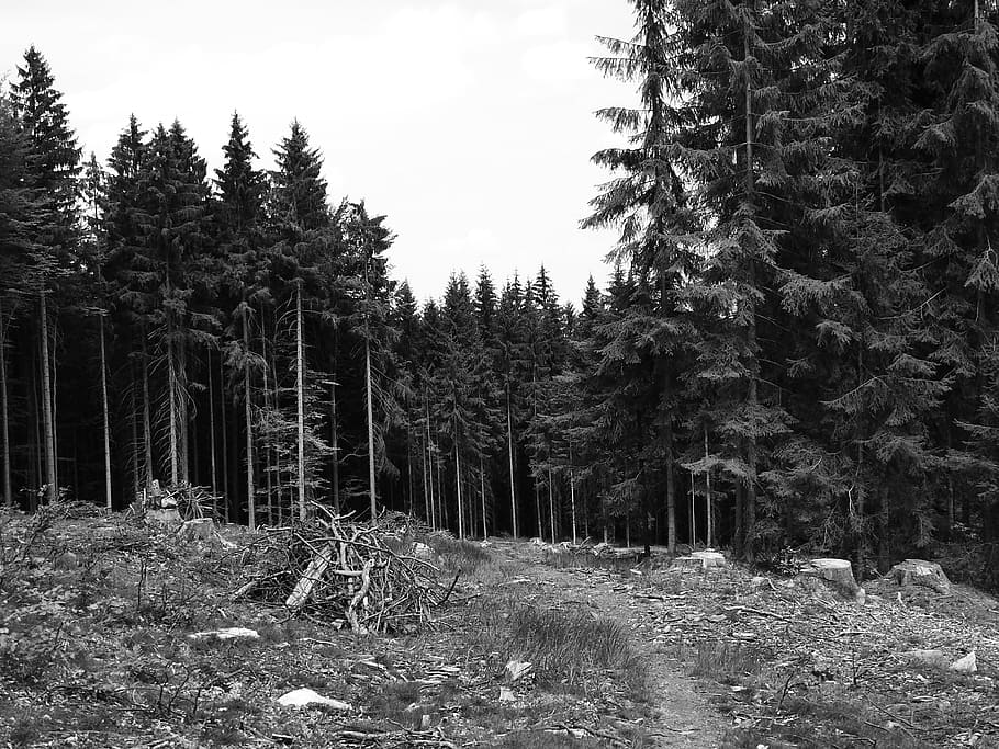 forest, forest road, trees, bohemia, strain, stump, south bohemia HD wallpaper