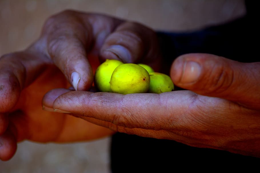 person holding round green fruits, hands, agriculture, argan, HD wallpaper