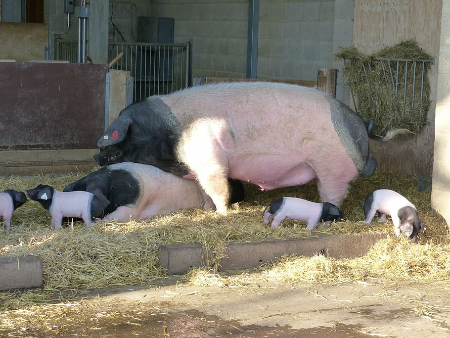 pigs, boar, sow, piglet, animal, mammal, farm, breeding, animal themes HD wallpaper
