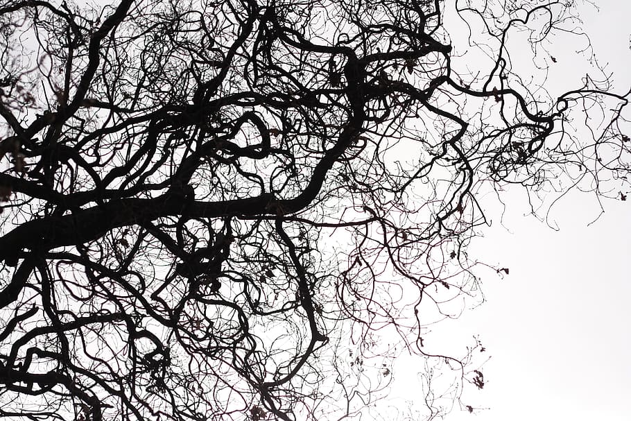 low angle photography of bare tree, nature, fall, season, silhouette HD wallpaper