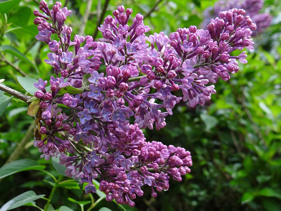 Lilac, Blossom, Bloom, Spring, Bush, garden, nature, flower HD wallpaper